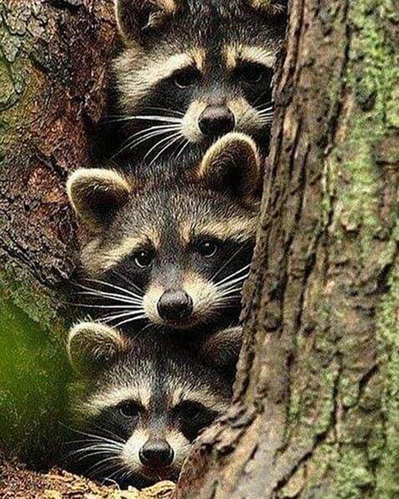 Raccoons