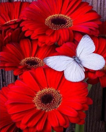 Red Daisies and White Butterfly