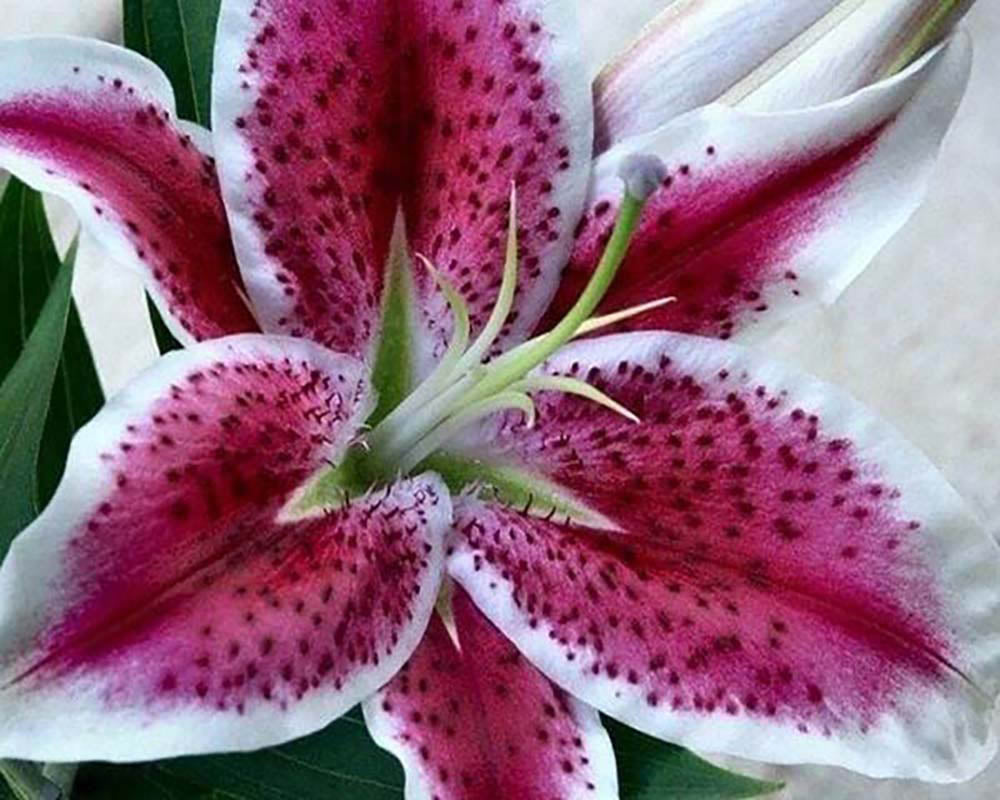 Red Lily