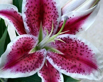 Red Lily