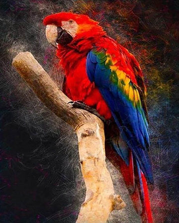 Red Parrot
