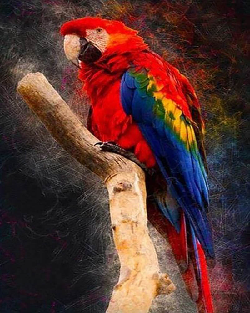 Red Parrot