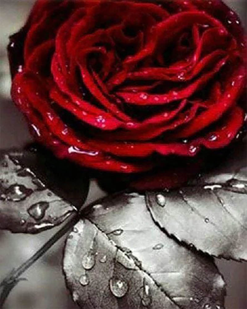 Red Rose