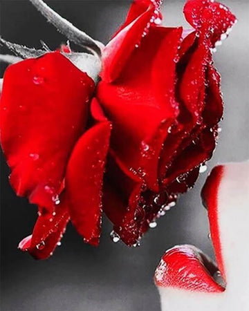 Red Rose and Lips