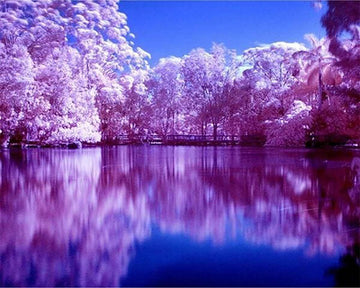 Reflections on the Lake