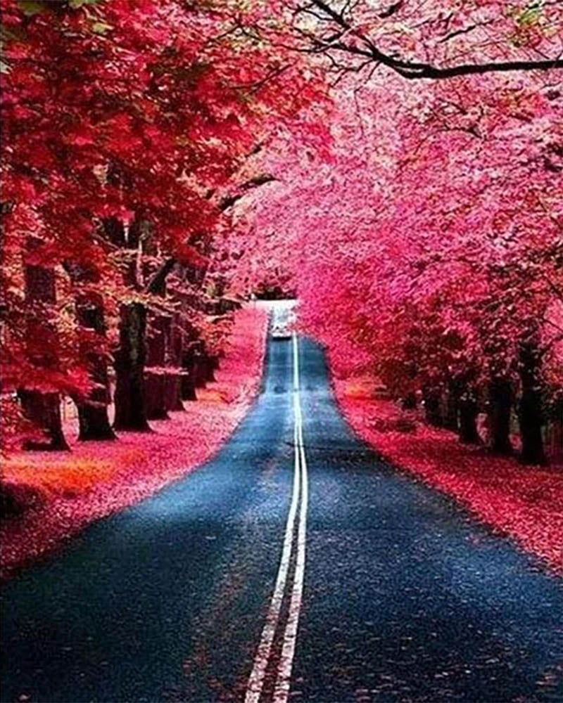 Road in Autumn