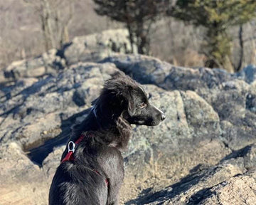 Rock and Dog