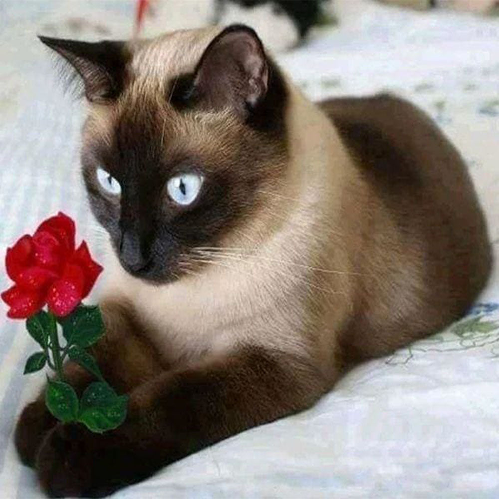 Romantic Cat