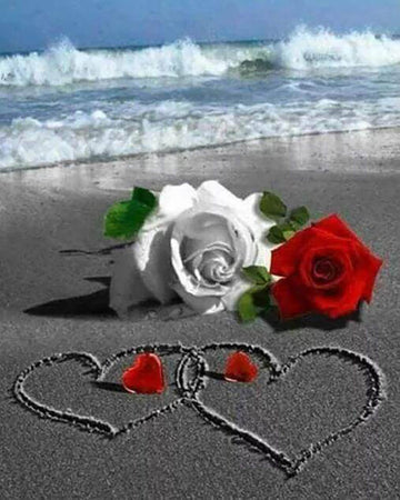 Roses on the Beach