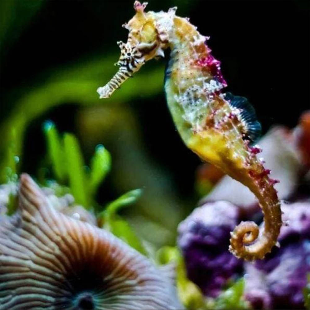 Seahorse