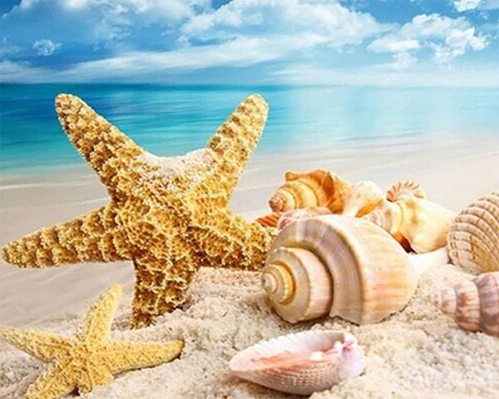 Seashells and Sea Star