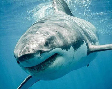 Shark