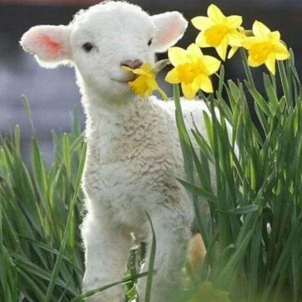 Sheep and Flowers