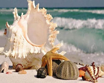 Shells along the Water