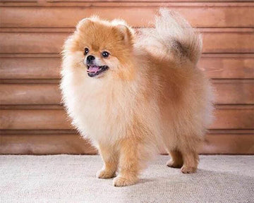 Small Dog