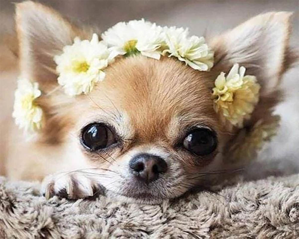 Small Dog and Flowers Wreath