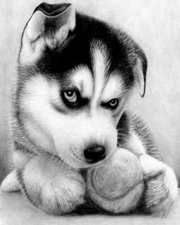 Small Husky Player