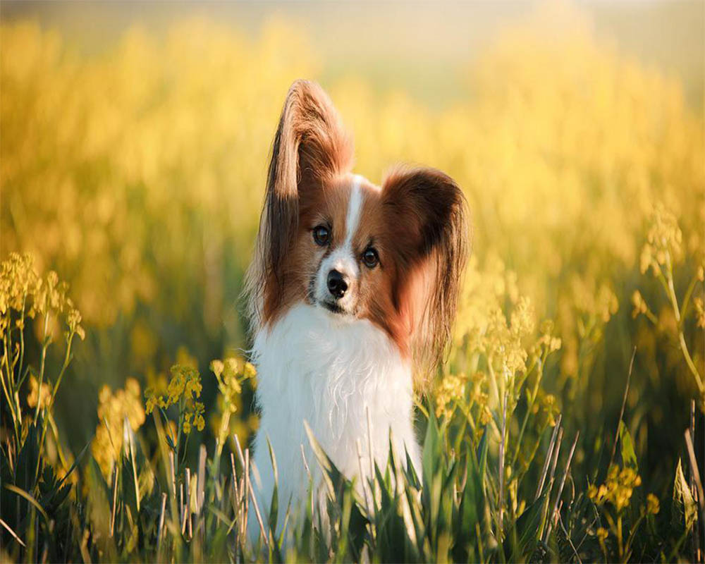 Small dog in a field