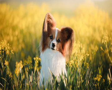 Small dog in a field