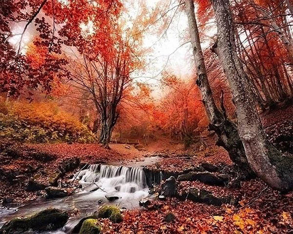 Small river in the Forest