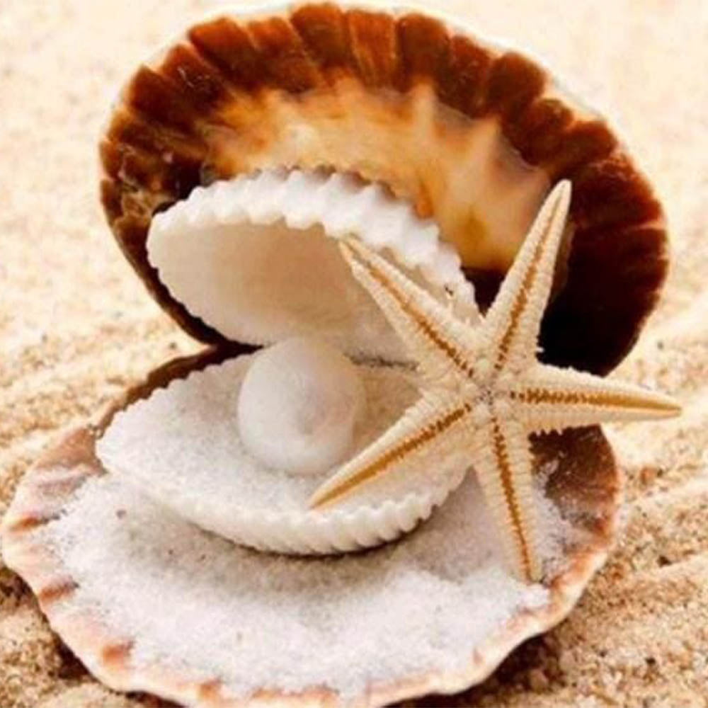 Starfish and Seashell