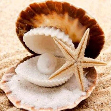Starfish and Seashell