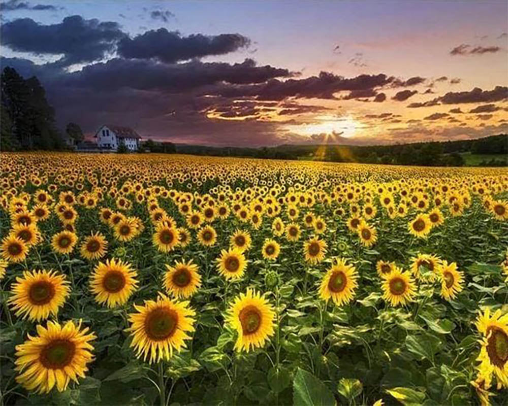 Sunflower Field