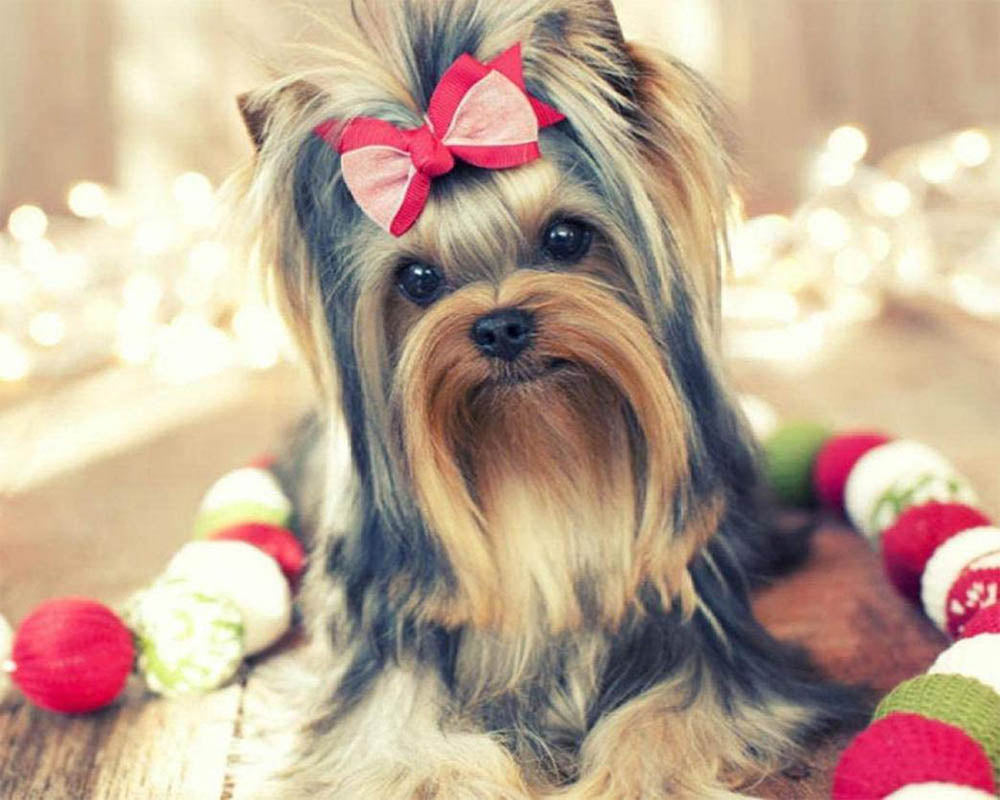 Super Cute dog