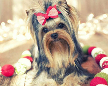 Super Cute dog