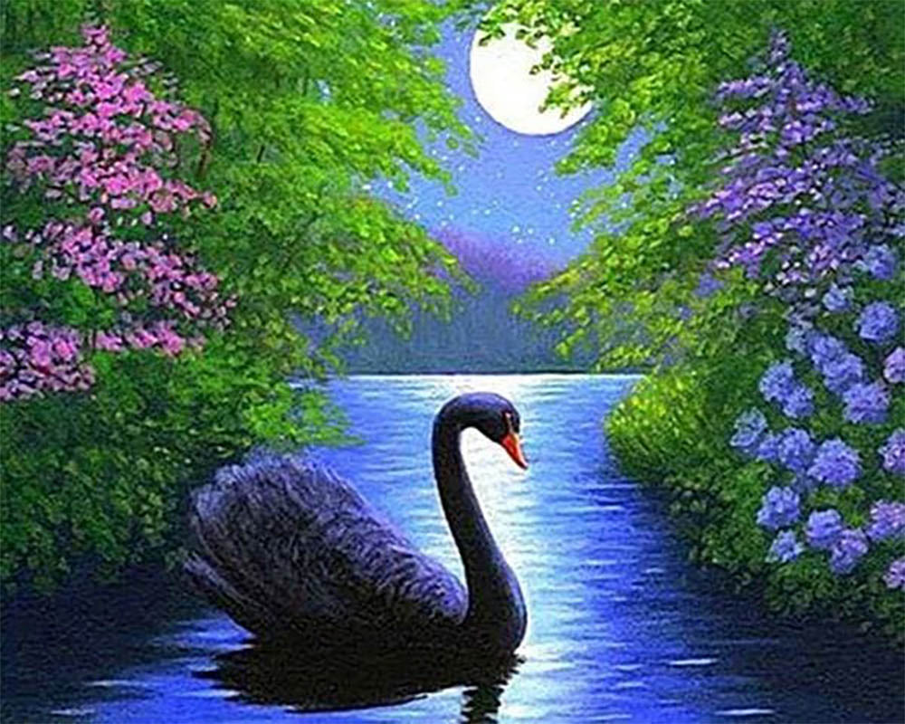 Swan