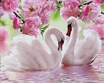 Swans in Spring