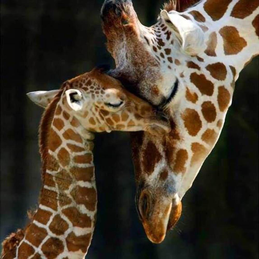 The Giraffe Family