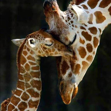 The Giraffe Family