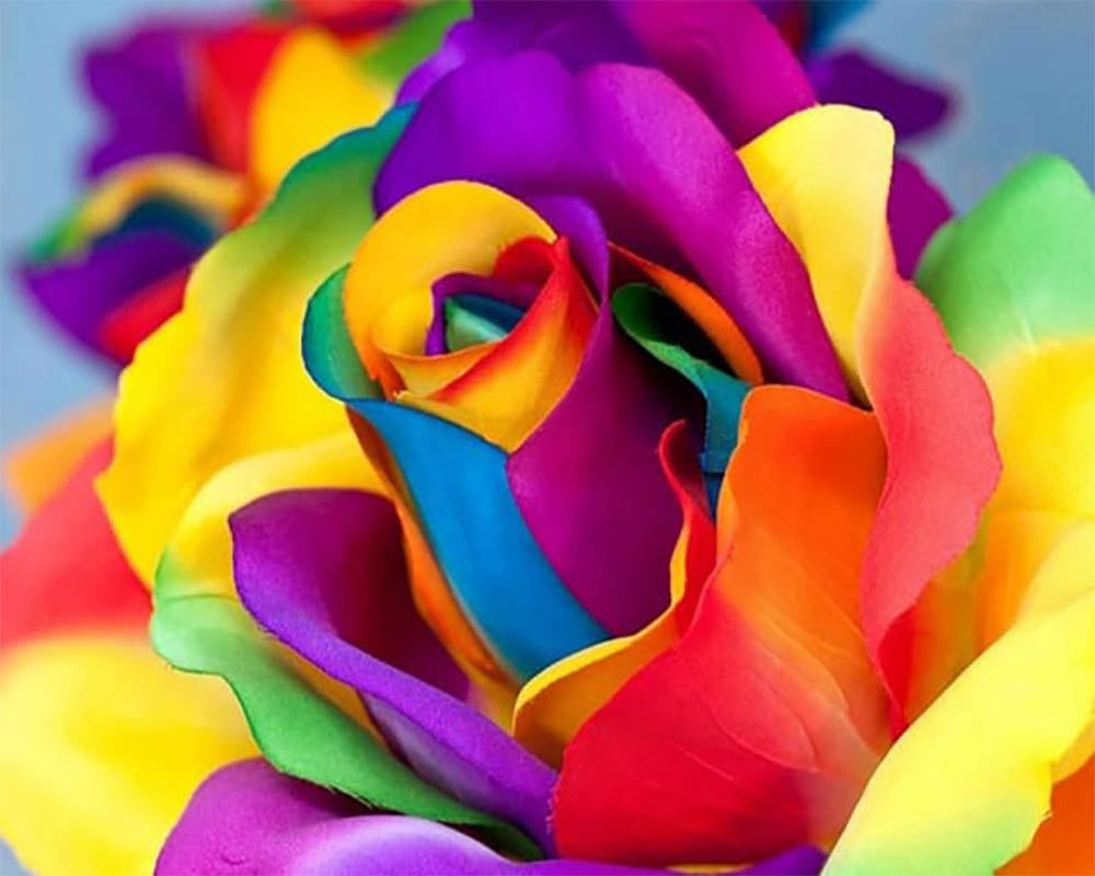 Tulip Multicolor