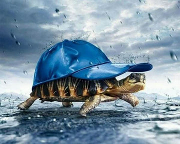 Turtle and Cap