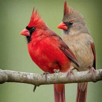 Two Birds on a branch