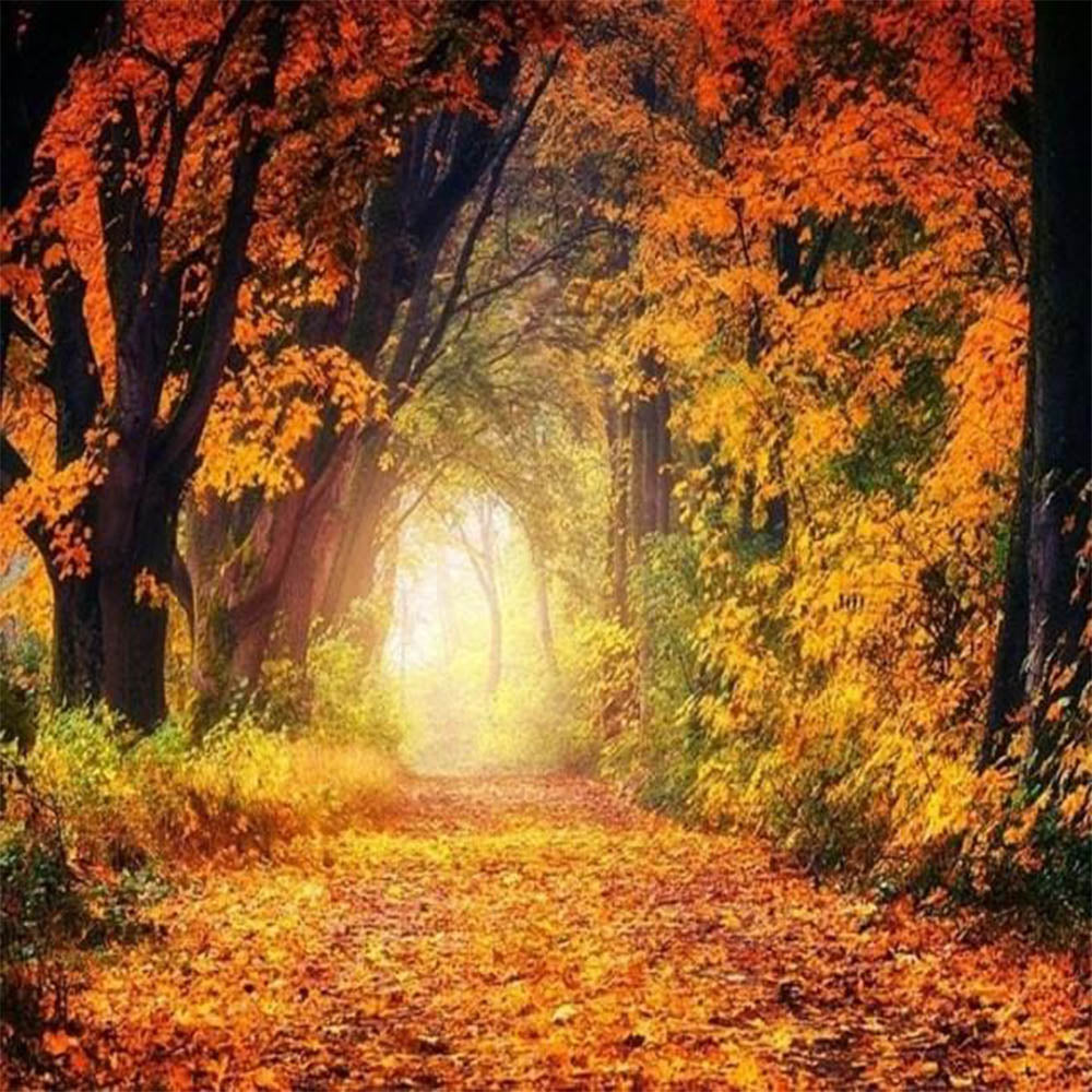 Walk in Forest