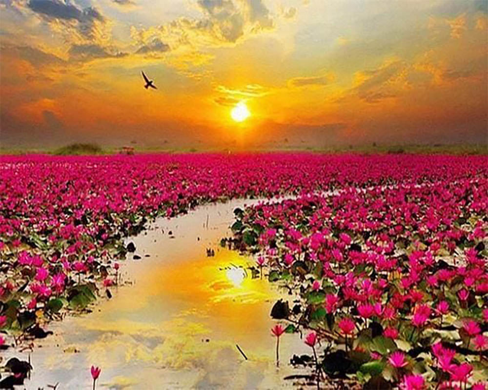 Water Lilies