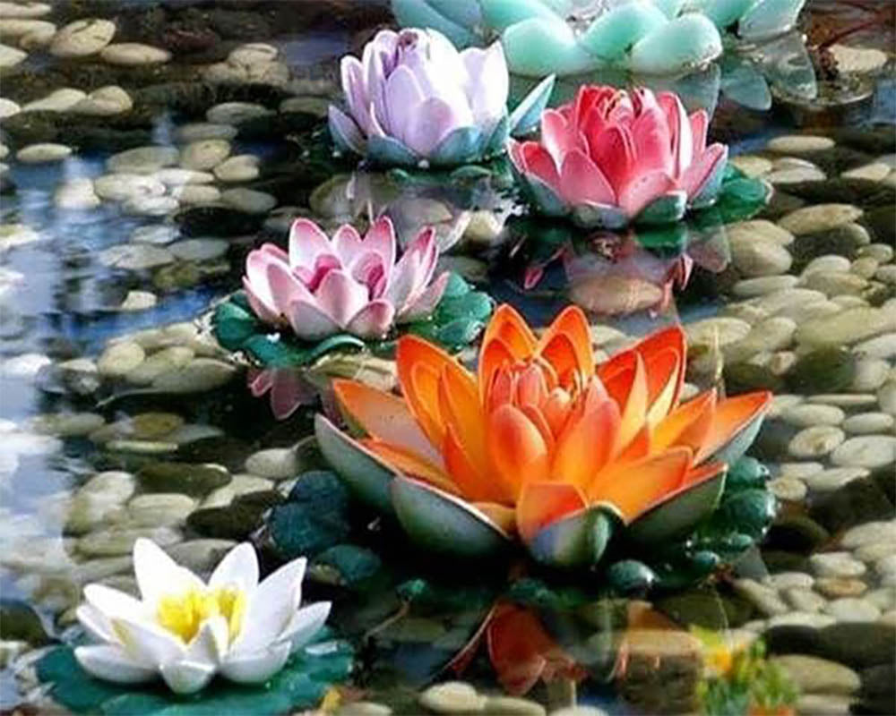 Water lilies in Color