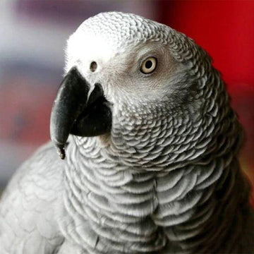White Bird