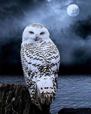 White Owl
