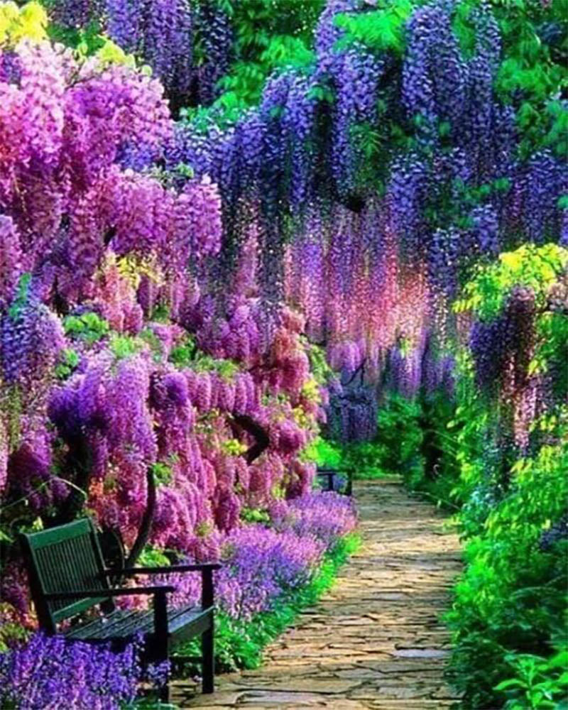 Wisteria Flower