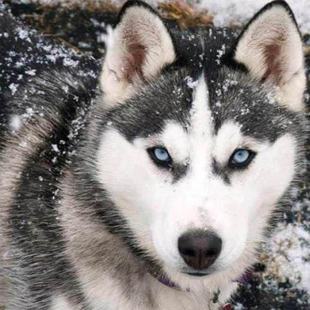 Wolf Face
