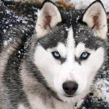 Wolf Face