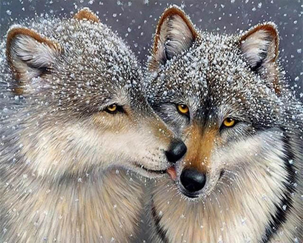 Wolves under the Snow
