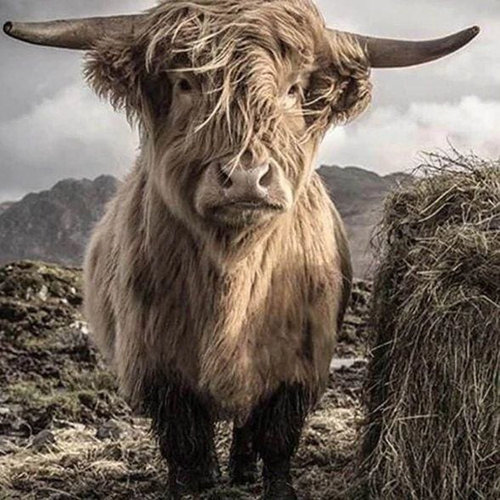 Yak