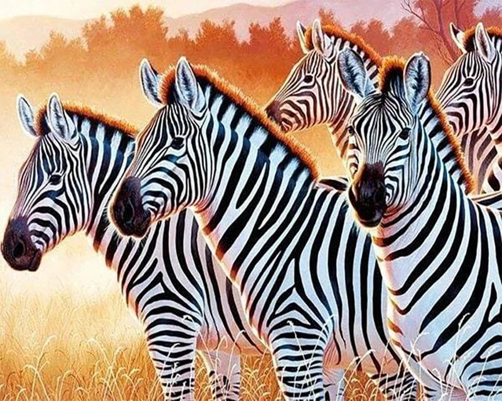 Zebra Family