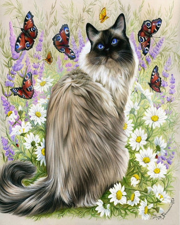 Discovery of butterflies
