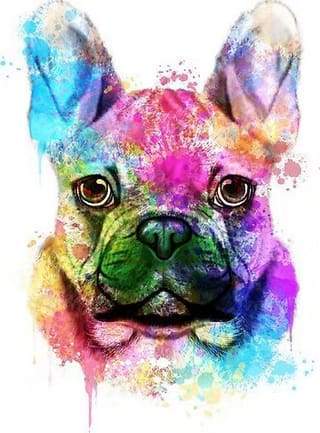 Dog Portrait in Color