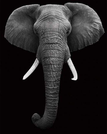 Elephant White And Black